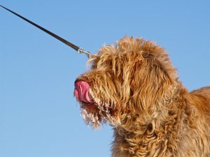 razze canine italiane spinone italiano da caccia