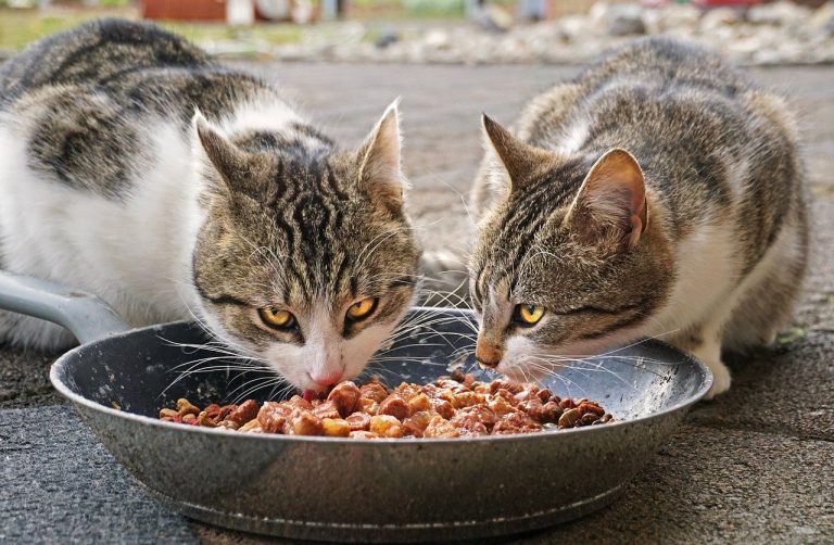 Cosa mangiano i GATTI? (Domande & Risposte) cuccioliamo.it Cosa mangiano i GATTI? (Domande & Risposte) cuccioliamo.it