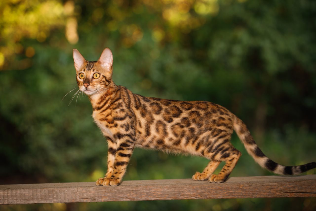 Gatti Anallergici Scopri Tutte Le Razze con Foto Cuccioliamo it