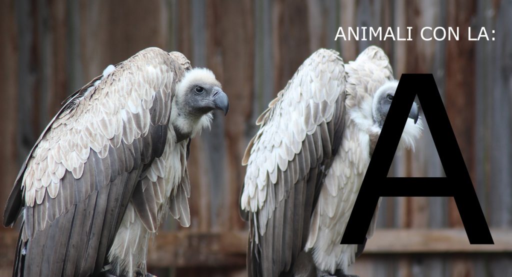 ANIMALI con la A: Elenco delle specie | cuccioliamo.it