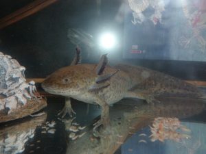 come allevare un axolotl informazioni