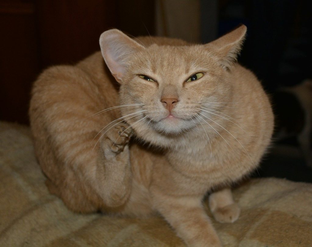 Pidocchi Del Gatto Sintomi Trasmissione Disinfestazione Cuccioliamo it pidocchi-del-gatto-sintomi-trasmissione-disinfestazione-cuccioliamo-it