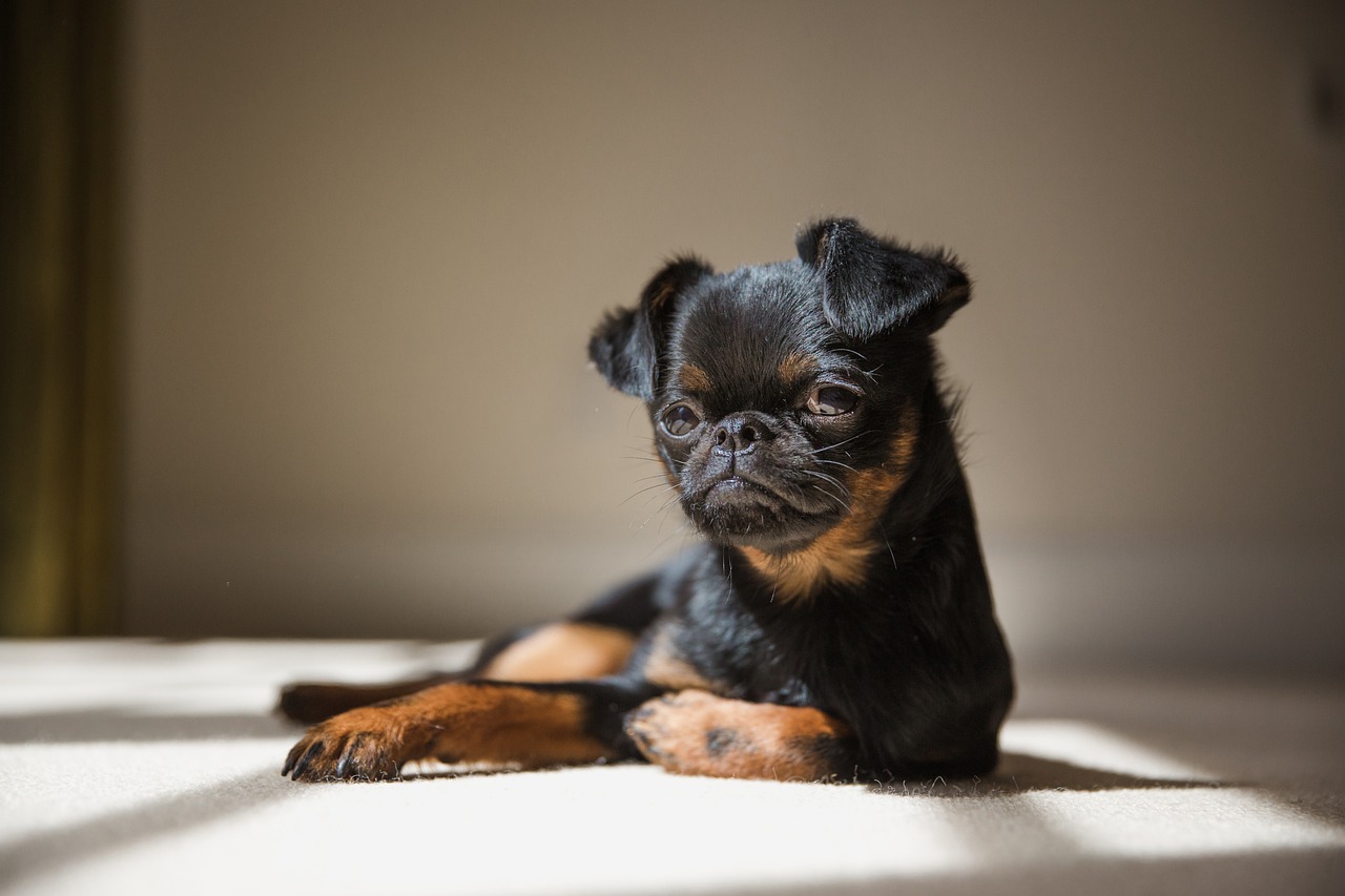cane pelo corto taglia piccola