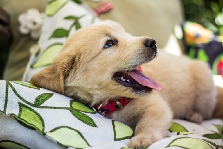 Come far smettere di abbaiare il cane tutti i rimedi cuccioliamo.it