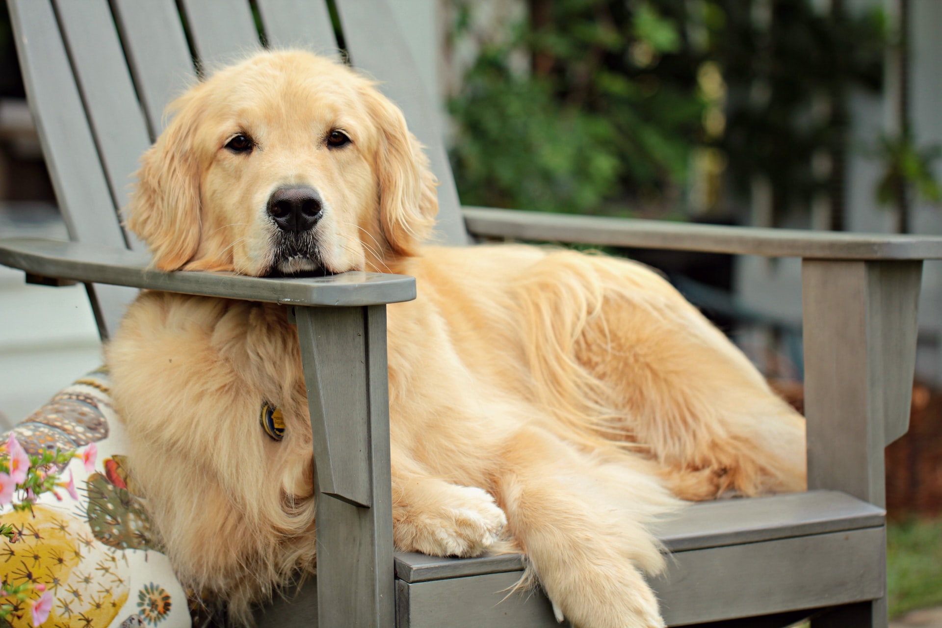 When Do Golden Retrievers Get Periods