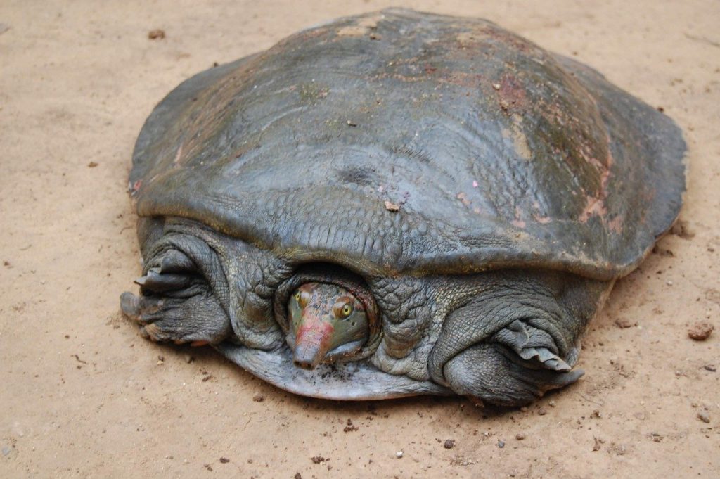 animali stravaganti tartaruga dal guscio molle