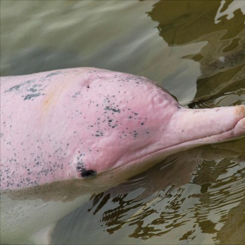 delfino-rosa