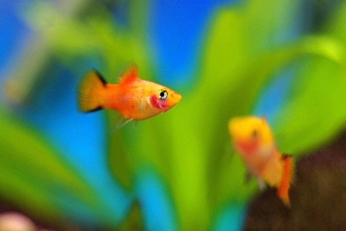 acquario per pesci acqua dolce