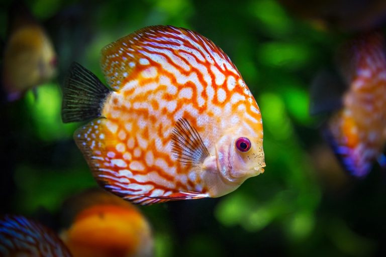 I pesci dormono? La risposta della scienza cuccioliamo.it