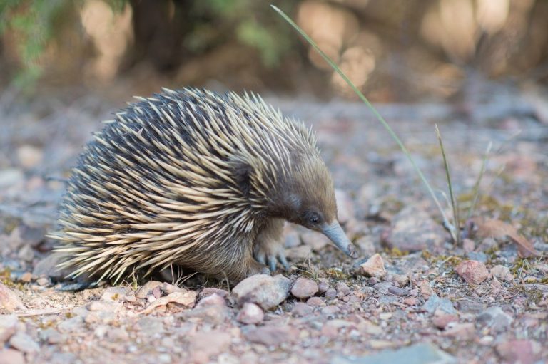 animali-australiani-scopri-quali-sono-e-tante-curiosit-cuccioliamo-it