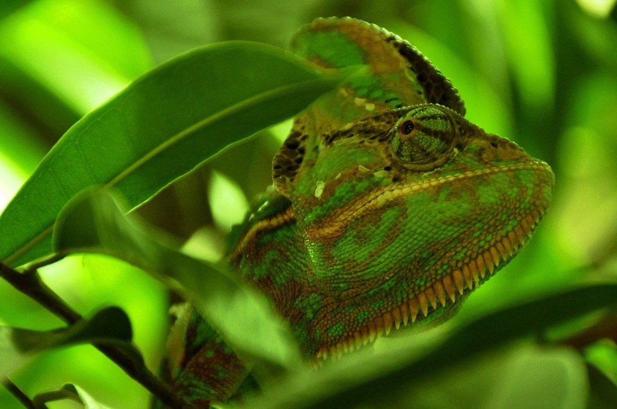 Animali che si Mimetizzano quali sono cuccioliamo.it Animali che si Mimetizzano quali sono cuccioliamo.it