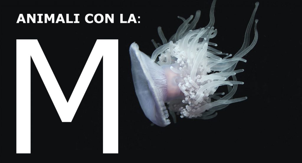 Nomi Di Animali Con La Doppia ANIMALI con la M: Elenco delle specie | cuccioliamo.it