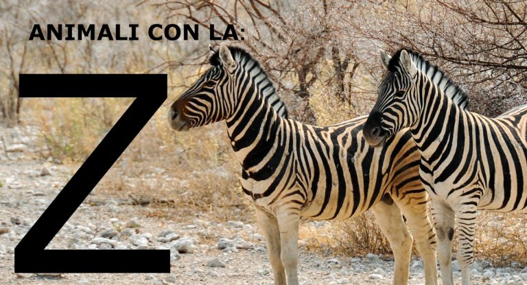 ANIMALI CON LA Z: Elenco Delle Specie | Cuccioliamo.it