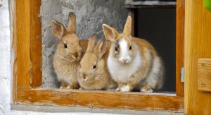 quanto costa un coniglio nano