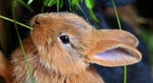 malattie dei conigli