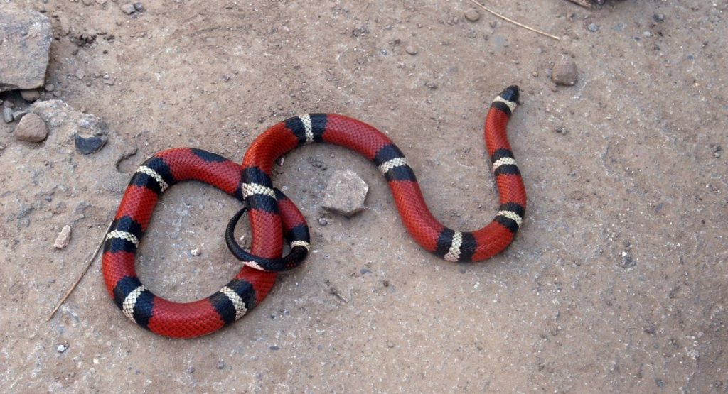 serpenti domestici serpente del latte