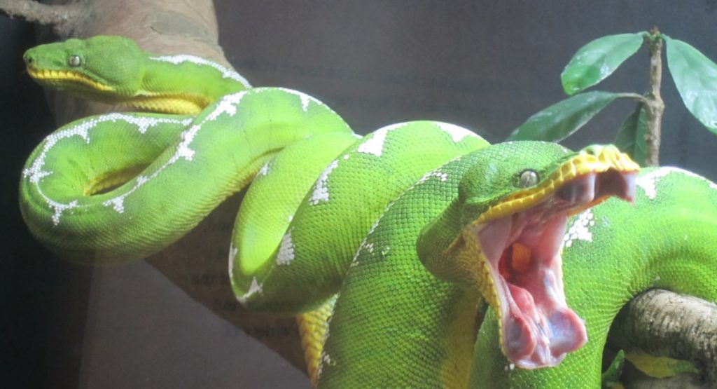 serpenti domestici boa smeraldino