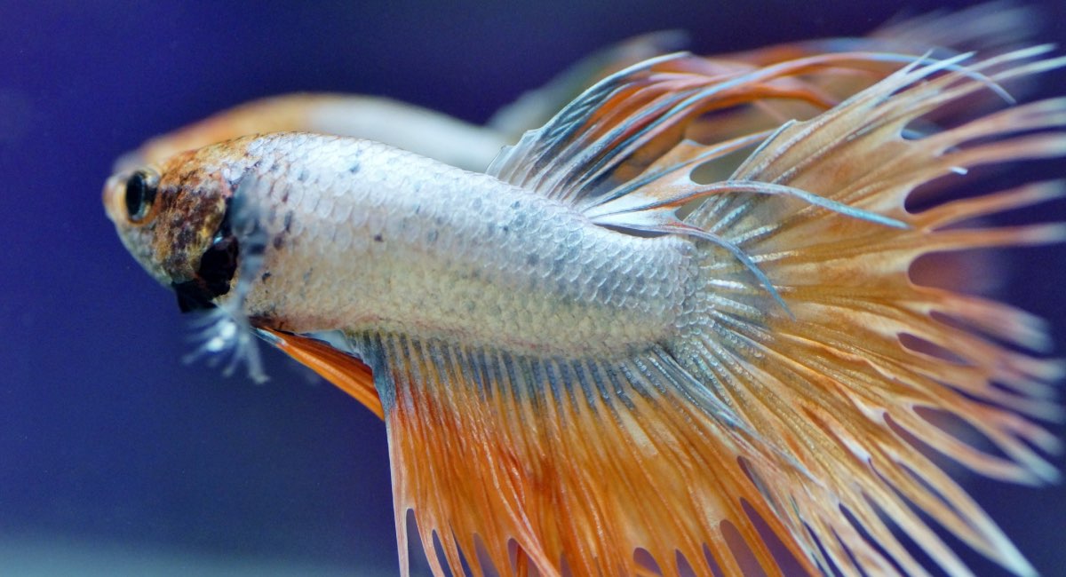 pesce combattente crowntail