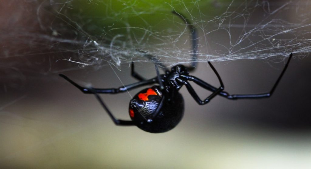 ragni velenosi vedova nera