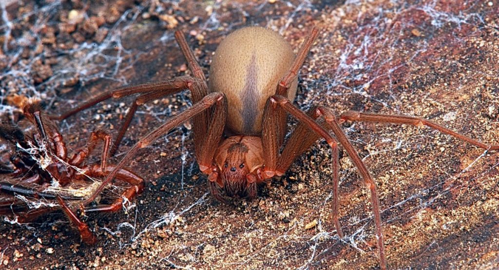 ragni velenosi ragno eremita marrone