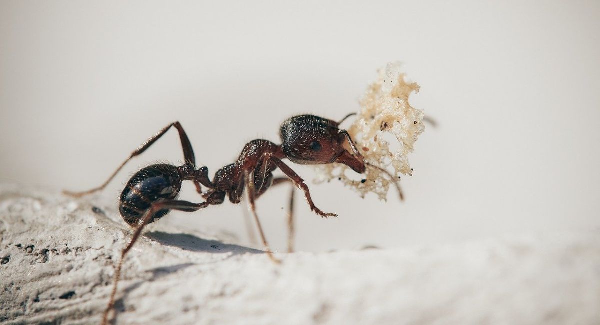 allevare formiche