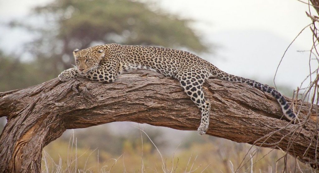 animali della savana leopardo