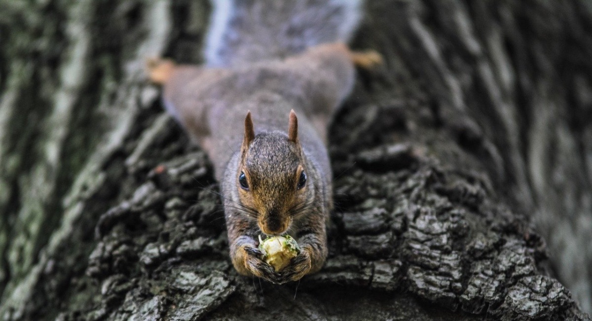 cosa mangiano gli scoiattoli