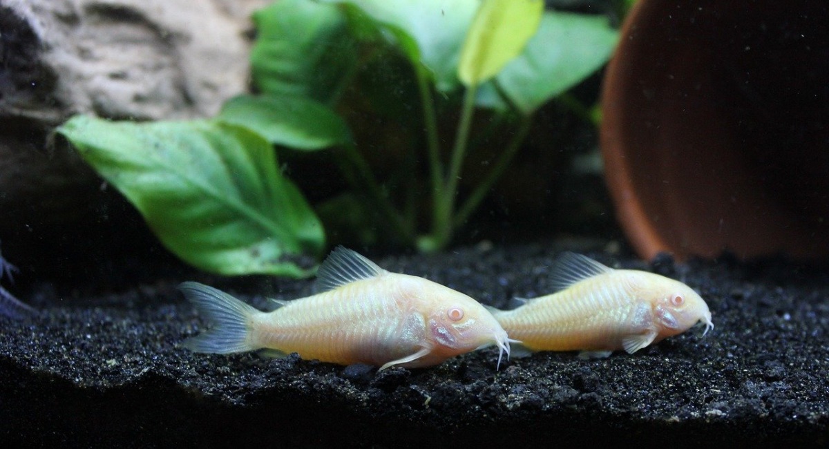 pesci pulitori corydoras albini