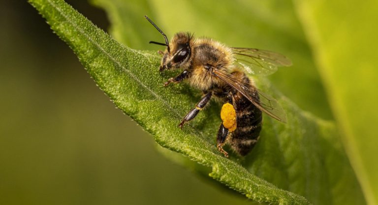 Insetti Impollinatori Cuccioliamo it
