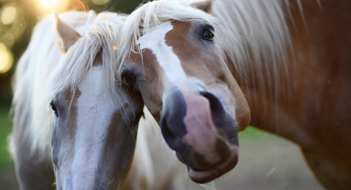 20 curiosità sui cavalli e sul loro comportamento