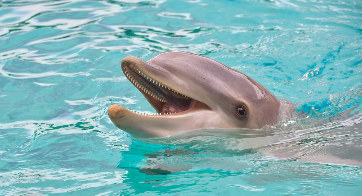 curiosità sui delfini