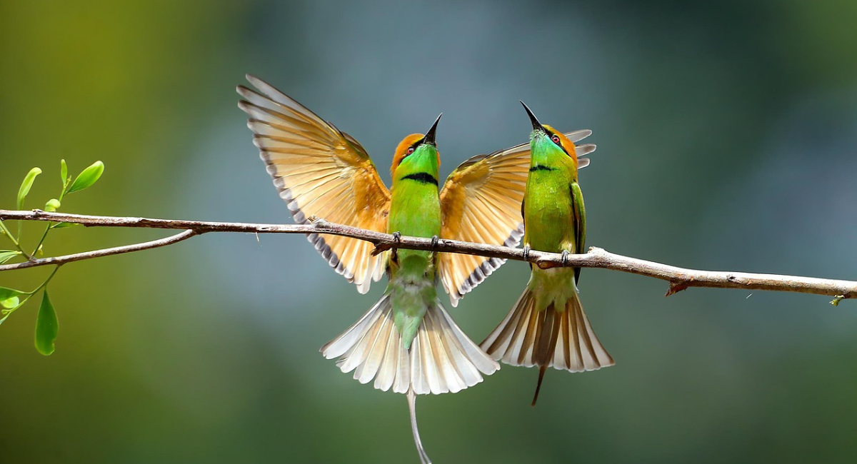 20 curiosità sugli uccelli e sul loro comportamento